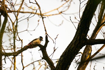 Wall Mural - a bird sitting on top of a tree branch next to a sky background