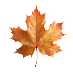 Wall Mural - Beautiful autumn leaf isolated on white background with clipping path. Full Depth of field. Focus stacking. PNG. Generative AI technology