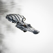 Close Up Of The Head Of A Large, Powerful Alligator In A Swamp In South Carolina