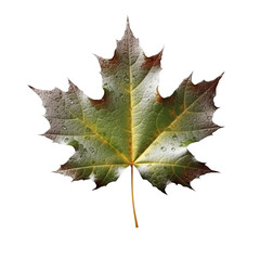 Wall Mural - Beautiful autumn leaf isolated on white background with clipping path. Full Depth of field. Focus stacking. PNG. Generative AI technology