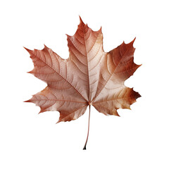 Wall Mural - Beautiful autumn leaf isolated on white background with clipping path. Full Depth of field. Focus stacking. PNG. Generative AI technology
