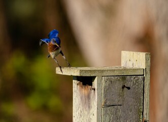 Poster - Peaceful Eastern bluebird is perched on a rustic wooden fence