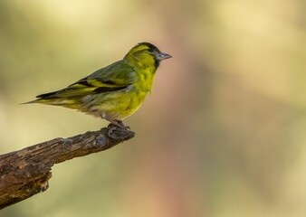 Sticker - Small black bird perched on a grassy and leafy ground, illuminated by a bright sun