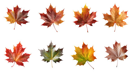 set and collection of beautiful autumn leaves isolated on white background with clipping path. full 