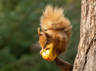 Wall Mural - Cute,  Scottish red squirrel perched atop a tree branch, gnawing on a juicy red apple