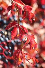 Sticker - close up shot of red leaves and berries on a branch