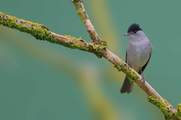 Canvas Print - Eurasian blackcap perched on a tree branch featuring textured green moss.