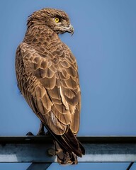 Wall Mural - Vertical shot of a Brown snake eagle perched on a metal railing