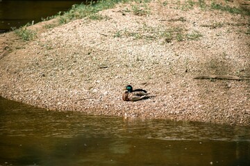 Sticker - Mallard duck is perched atop a rocky shoreline of a tranquil river surrounded by a lush forest