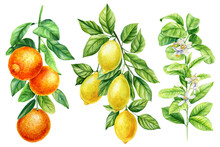 Branch With Green Leaves, Flowers, Fruits On White Background, Watercolor Botanical Painting, Citrus Fruit Orange, Lemon