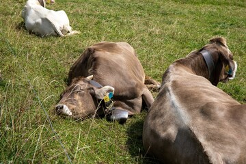 Poster - Herd of cows resting in a grassy field, each with distinctive horns and tags