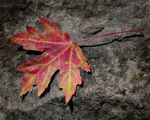 Sticker - Closeup shot of a red green autumn leaf on a rock surface