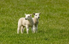 Lamb Twins Standing In A Green Field In The Sunshine In Spring