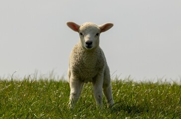 Wall Mural - White woolly lamb stands in a lush green field against a bright springtime sky