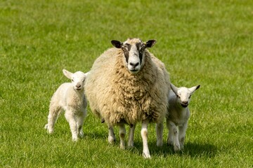 Poster - Three young woolly lambs on a fresh green meadow