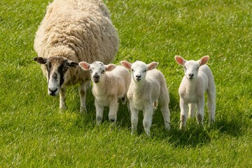 Poster - Little lamb triplets in the spring in a green field with their mother sheep in the meadow