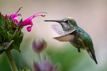 Sticker - Closeup shot of a hummingbird hovering near a flowering plant.