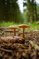 Sticker - Close-up image of small mushrooms on the dry earth in a natural outdoor setting