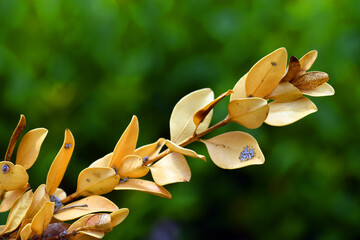 Wall Mural - Yellowed leaves of the boxwood (Buxus sempervirens) due to drought