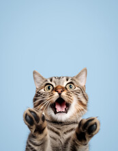 Funny Portrait Of A Cat Looking Shocked Or Surprised Against The Background With Its Paw Up.