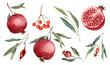 Pomegranate and pomegranate flower illustration set - illustration. Hand drawn watercolor picture on white background.