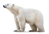 polar bear side profile view, isolated background. Generative Ai
