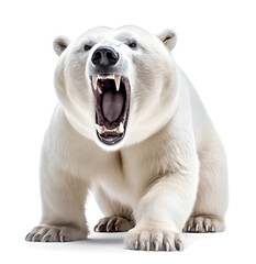 Wall Mural - dangerous polar bear attack, isolated background. Generative Ai