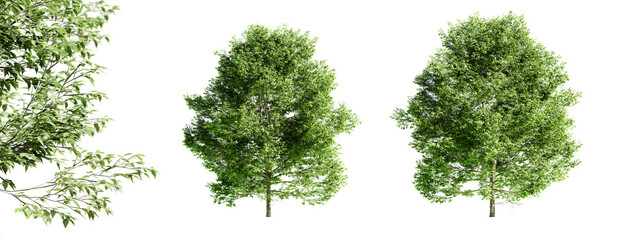 Fototapete - American hornbeam tree isolated on transparent background and selective focus close-up. 3D render.
