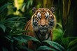 sumatran tiger in forest background stalking prey, beautiful asiatic tiger