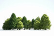 © Chanelle/Peopleimages - AI - Nature, trees and garden with forest on white background for ecology, environment and sustainability. Ai generated, summer and landscape with woods on space for plant, leaf and climate change