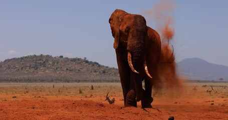 Wall Mural - An elephant throws dust in the savannah