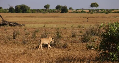 Wall Mural - A lioness walks in the savannah