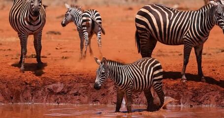 Wall Mural - a family of zebra drink water in the savannah in kenya
