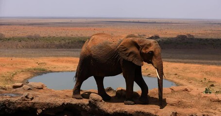 Wall Mural - Elephants walk near a waterhole