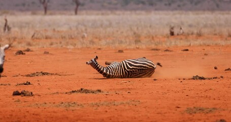 Wall Mural - a zebra rolls in the dirt in kenya