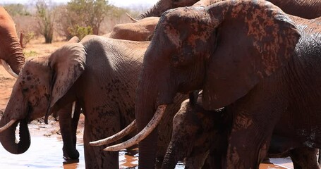Wall Mural - Elephants drink water at a waterhole