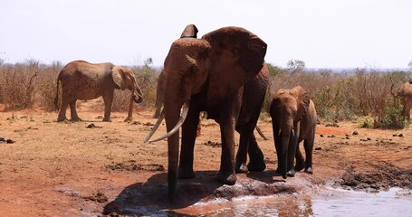 Wall Mural - A cub and its mother elephant walk near a waterhole