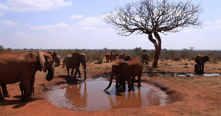 Wall Mural - Elephants drink water at a waterhole
