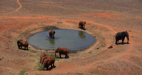 Wall Mural - Elephants walk near a waterhole