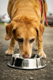 Fototapeta  - Pies rasy labrador spożywa karmę z miski, pionowy kadr. 