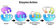 © tang90246 - Scheme of enzyme action on a substrate