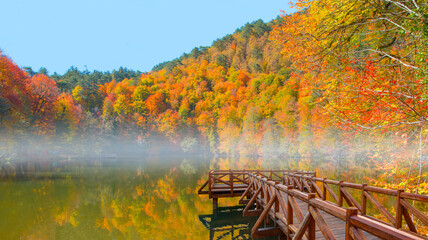 Poster - Autumn forest landscape reflection on the water with wooden pier - Autumn landscape in (seven lakes) Yedigoller Park Bolu, Turkey