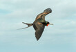 Galapagos Frigate Bird
