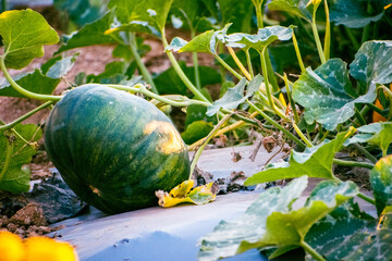 Wall Mural - Pumpkin growing in the garden. Autumn harvest. with morning sunlight.