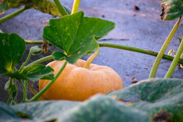 Wall Mural - Pumpkin growing in the garden. Autumn harvest. Selective focus.