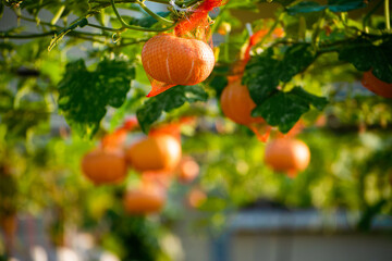 Wall Mural - Hanging pumpkins in the garden on a sunny summer day.