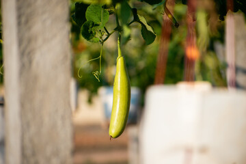 Wall Mural - Bottle gourd hanging in its plant. bottle gourd or calabash growing concept.