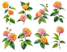 Watercolor Lantana Flowers Set. Generative Ai