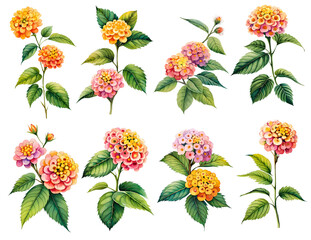 Wall Mural - Watercolor lantana flowers set. Generative Ai