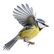 Flying common great tit isolated on the transparent background PNG. AI generative.	